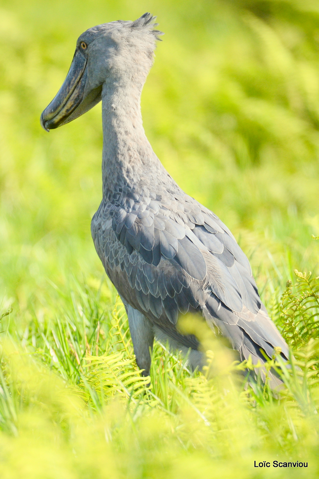 Bec-en-sabot/Shoebill (16)