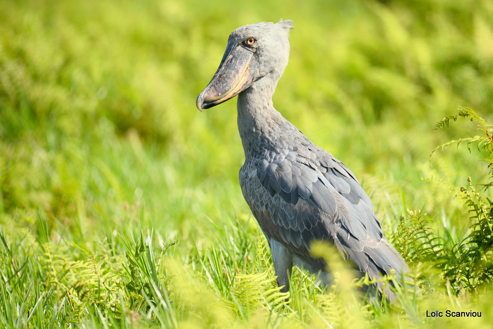 Bec-en-sabot/Shoebill (17)