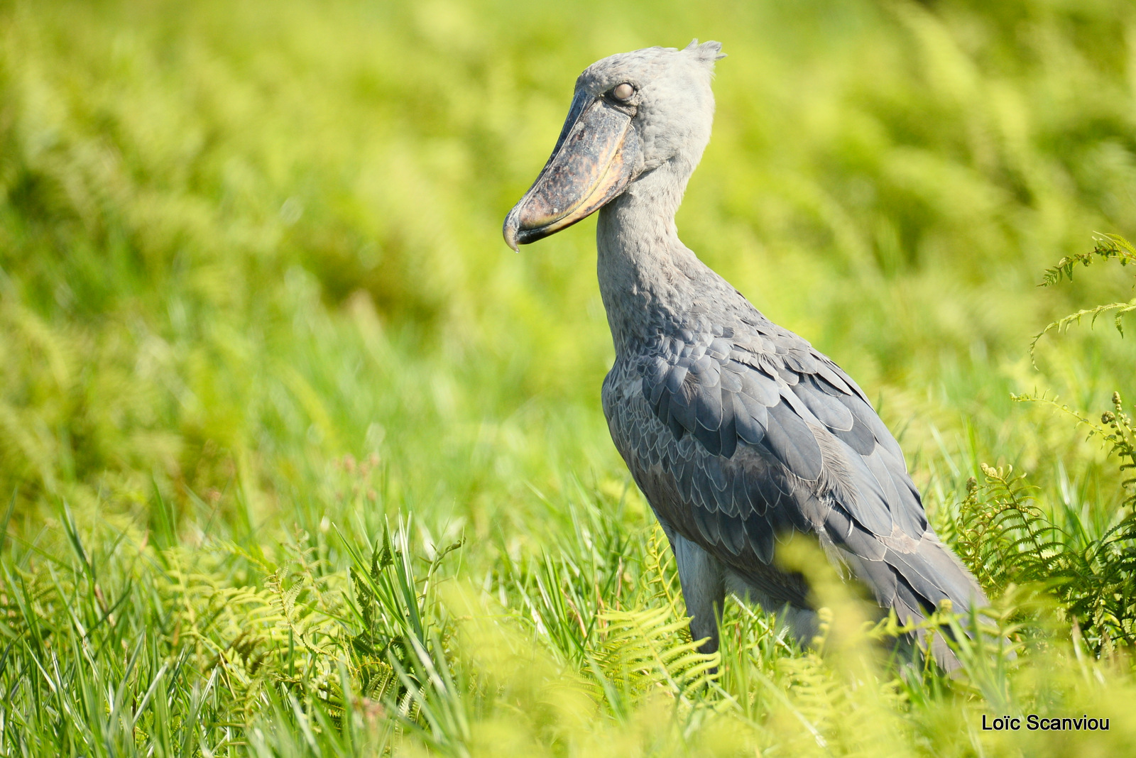 Bec-en-sabot/Shoebill (18)