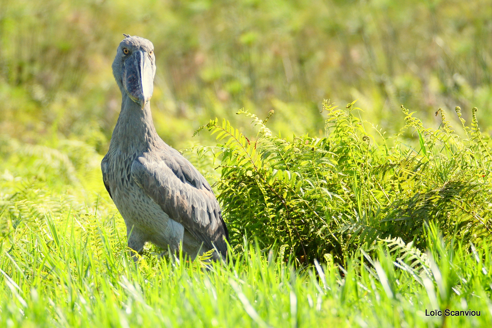 Bec-en-sabot/Shoebill (20)