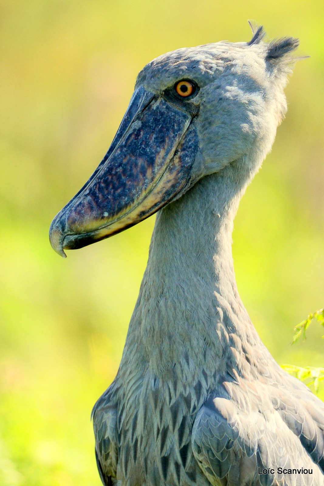 Bec-en-sabot/Shoebill (21)