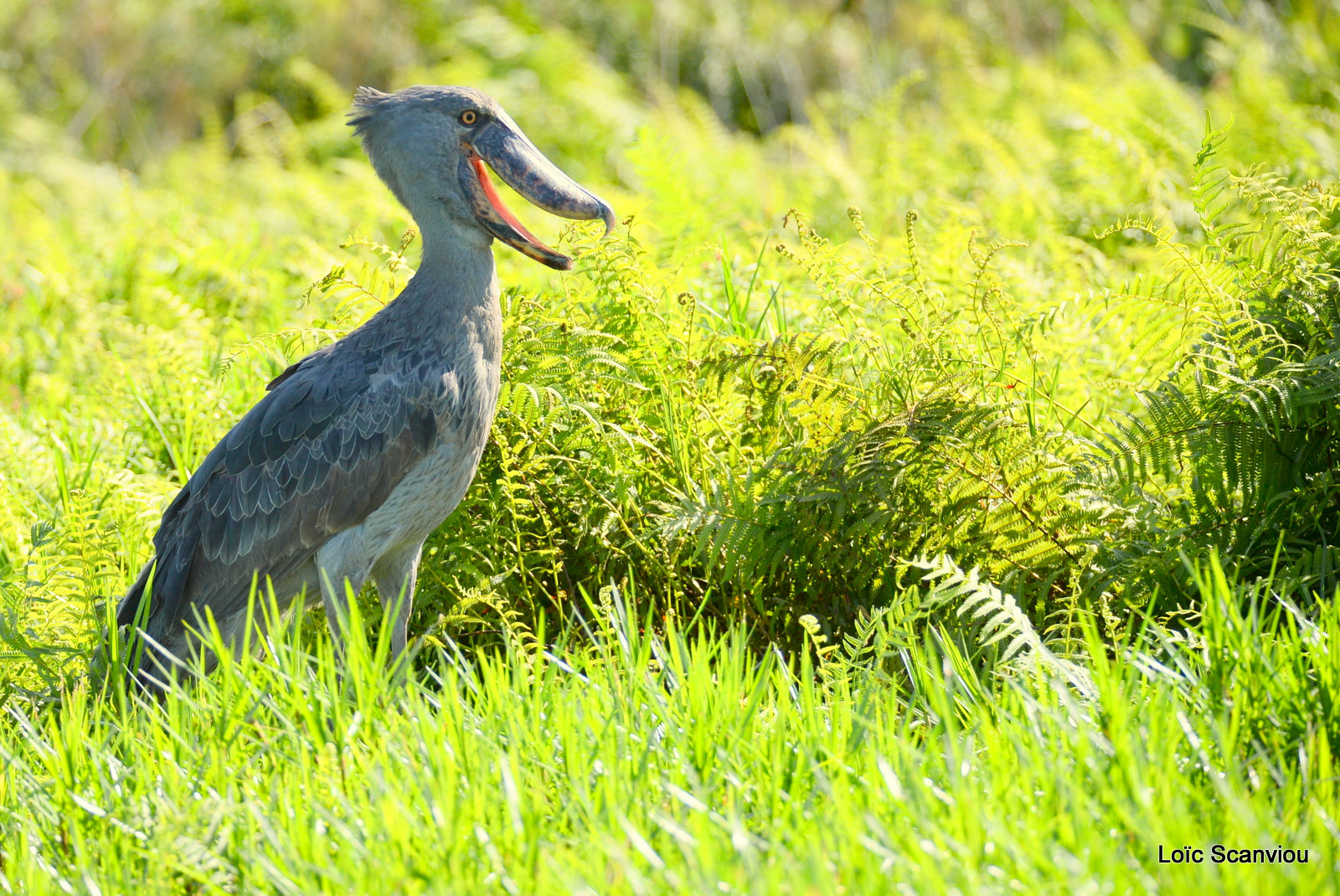 Bec-en-sabot/Shoebill (22)