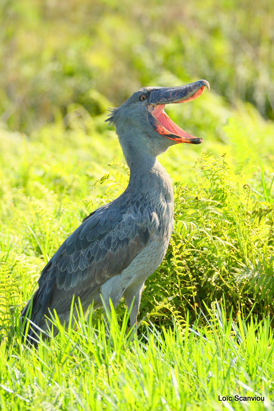 Bec-en-sabot/Shoebill (23)