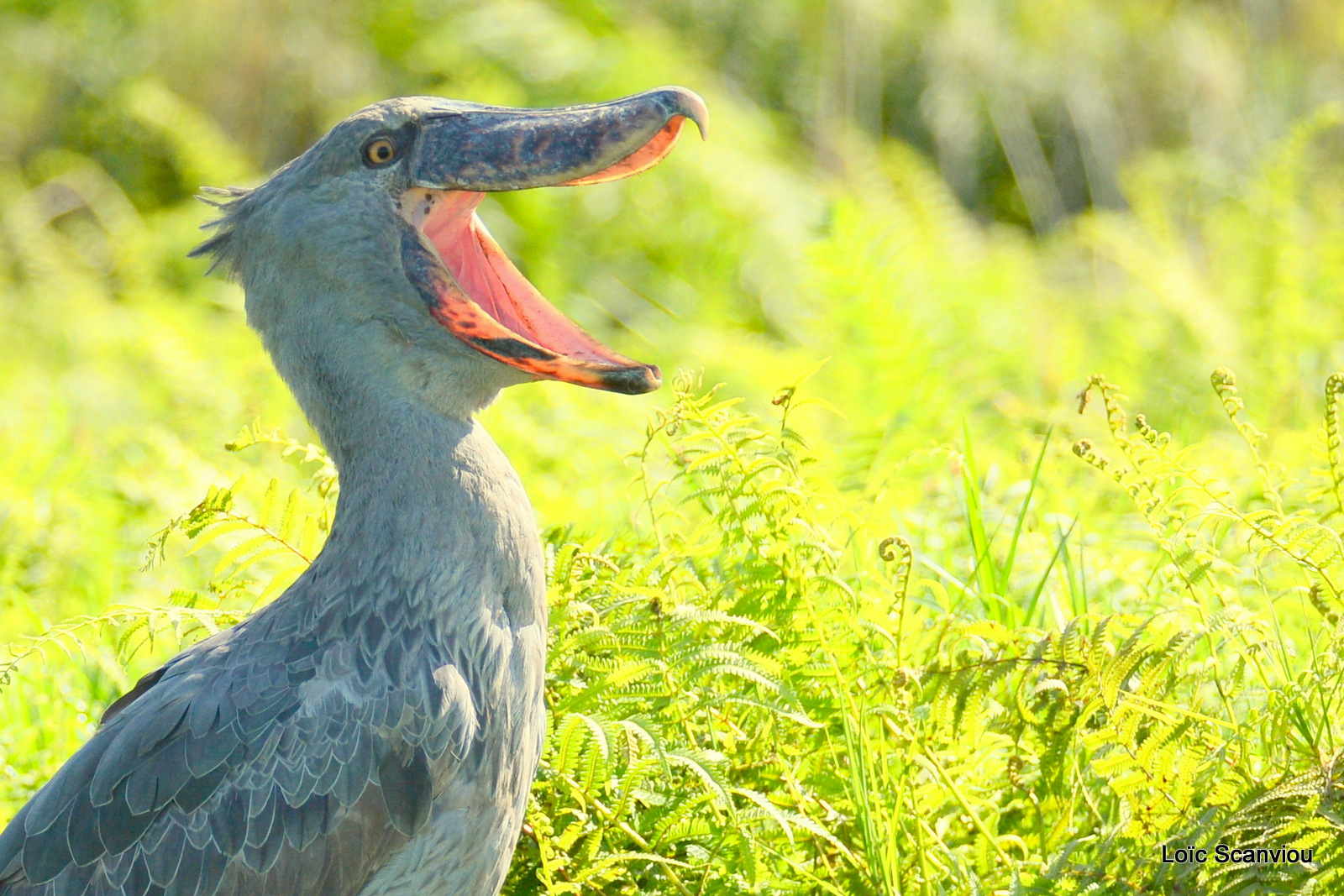 Bec-en-sabot/Shoebill (24)