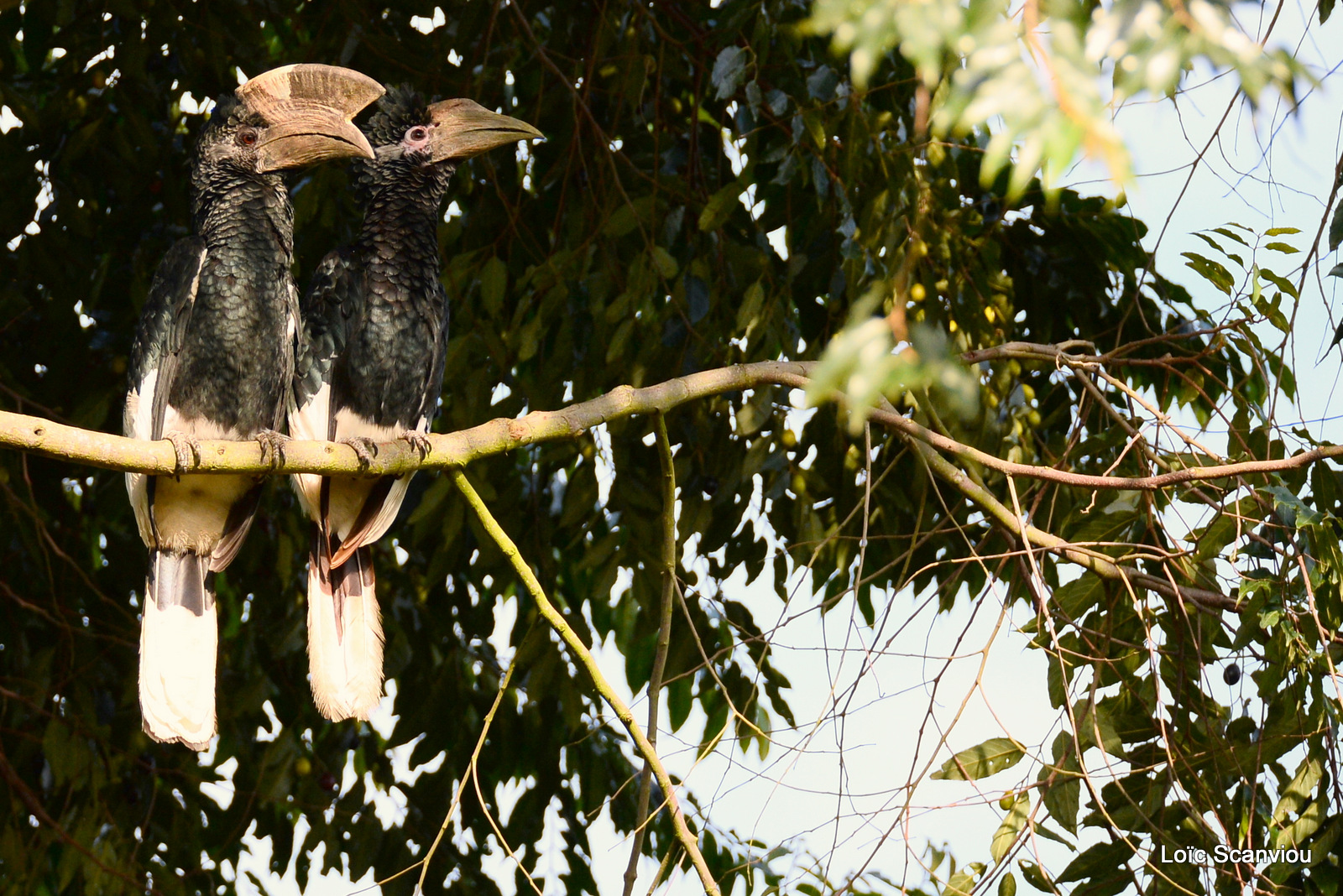 Calao à joues grises/Black-and-white-casqued Hornbill (2)