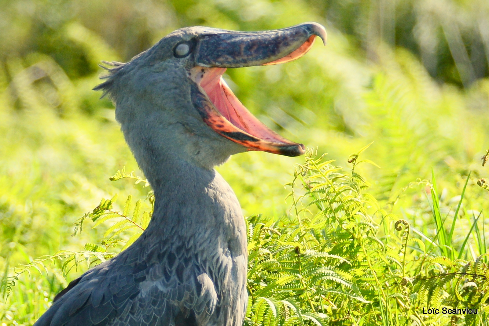 Bec-en-sabot/Shoebill (25)