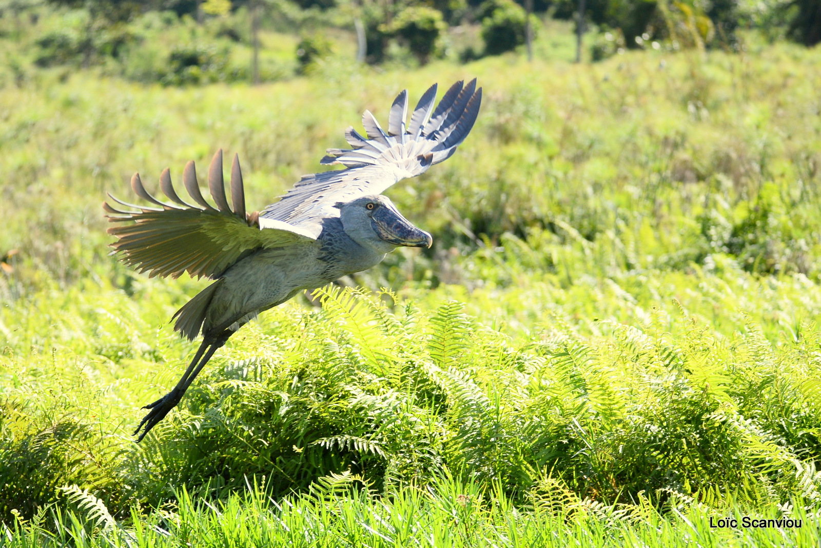 Bec-en-sabot/Shoebill (26)