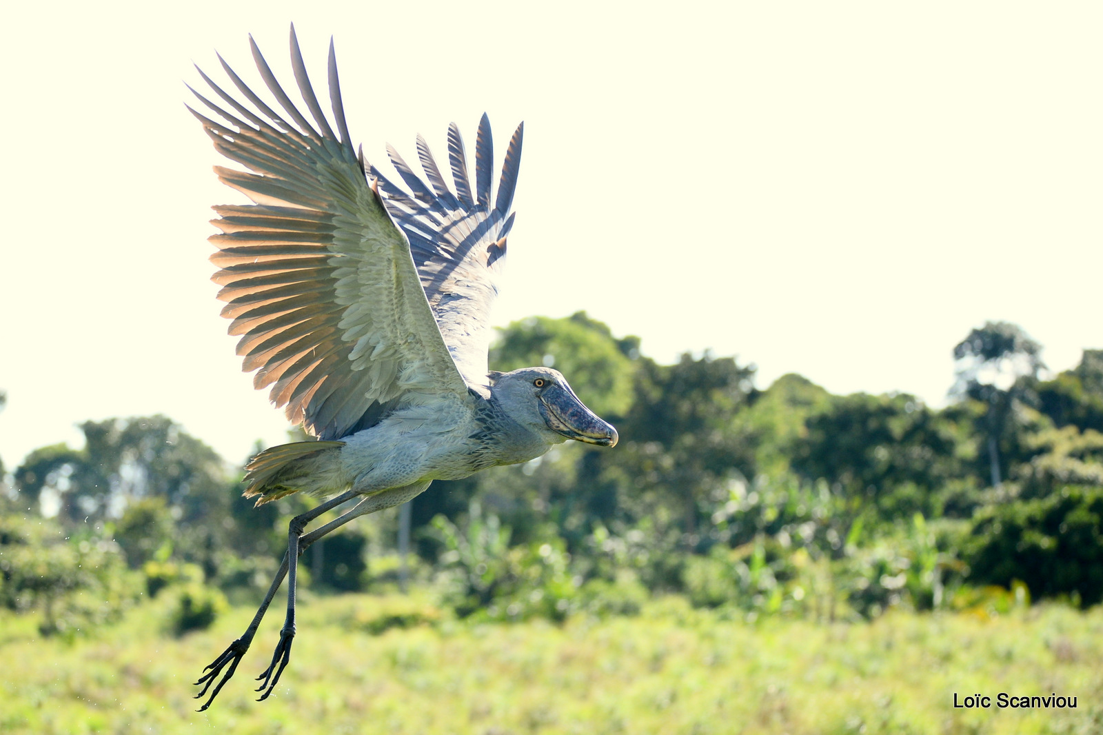 Bec-en-sabot/Shoebill (28)