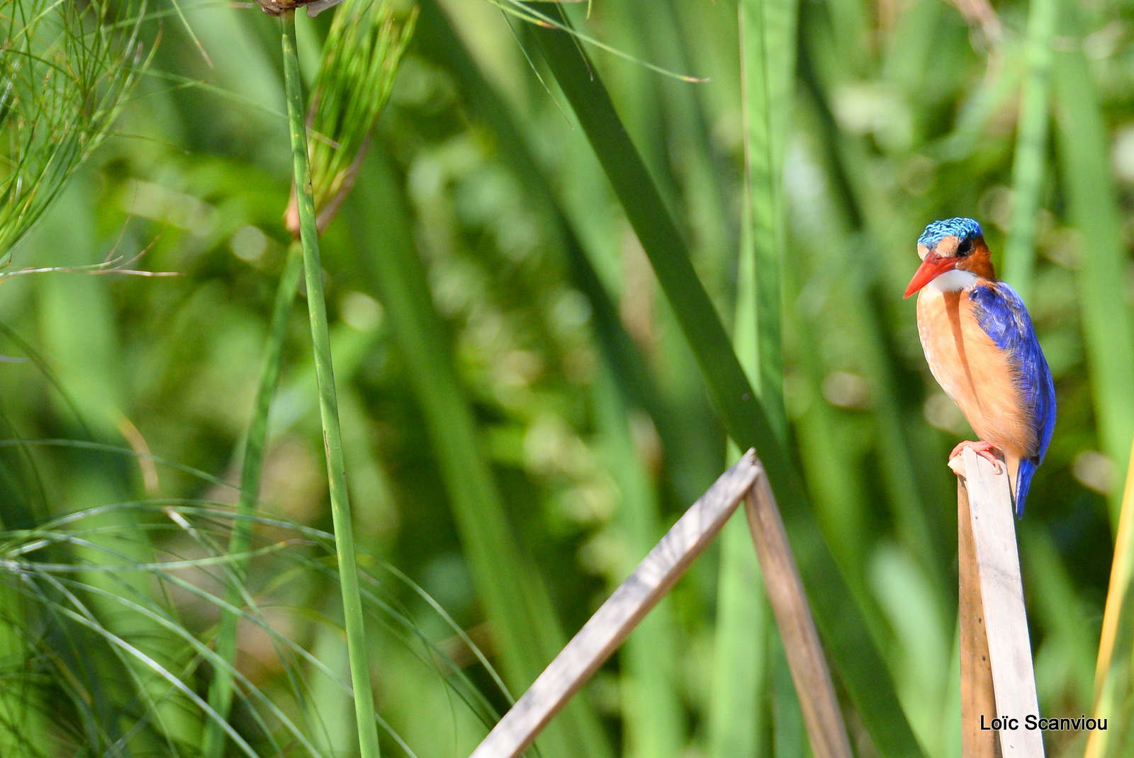 Martin-pêcheur huppé/Malachite Kingfisher (5)