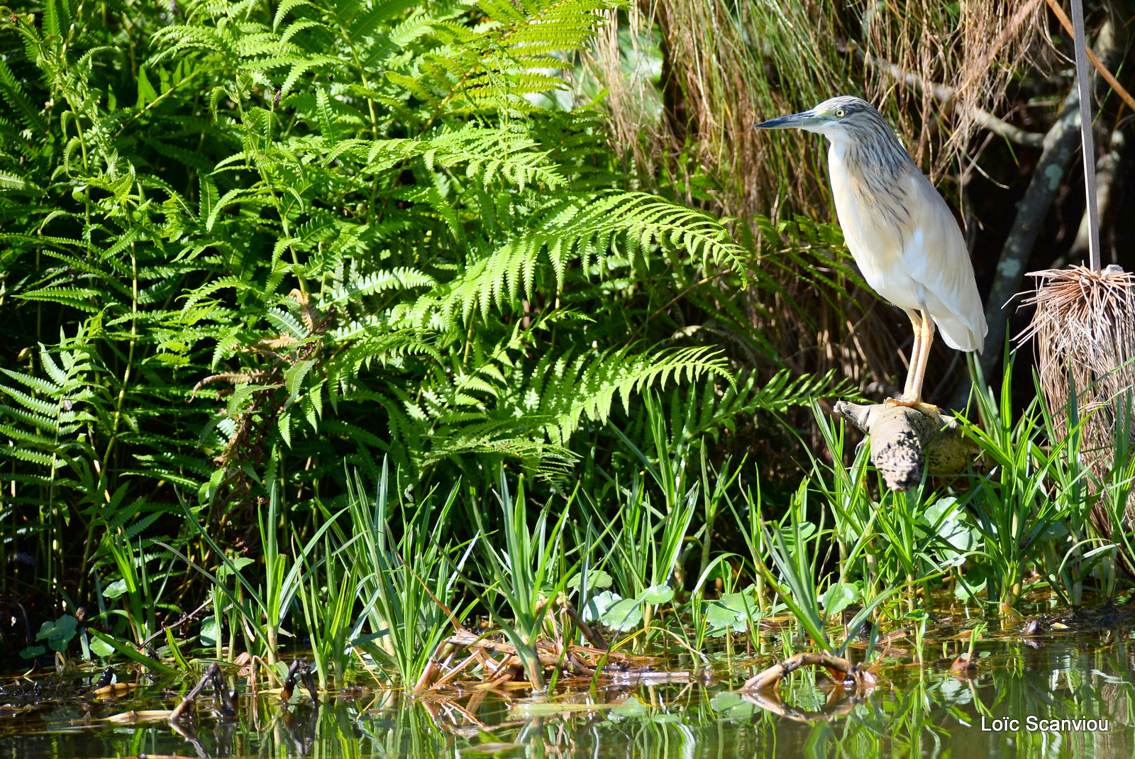 Crabier chevelu/Common Squacco Heron (1)