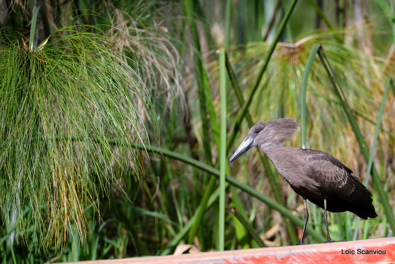 Ombrette/Hamerkop (1)