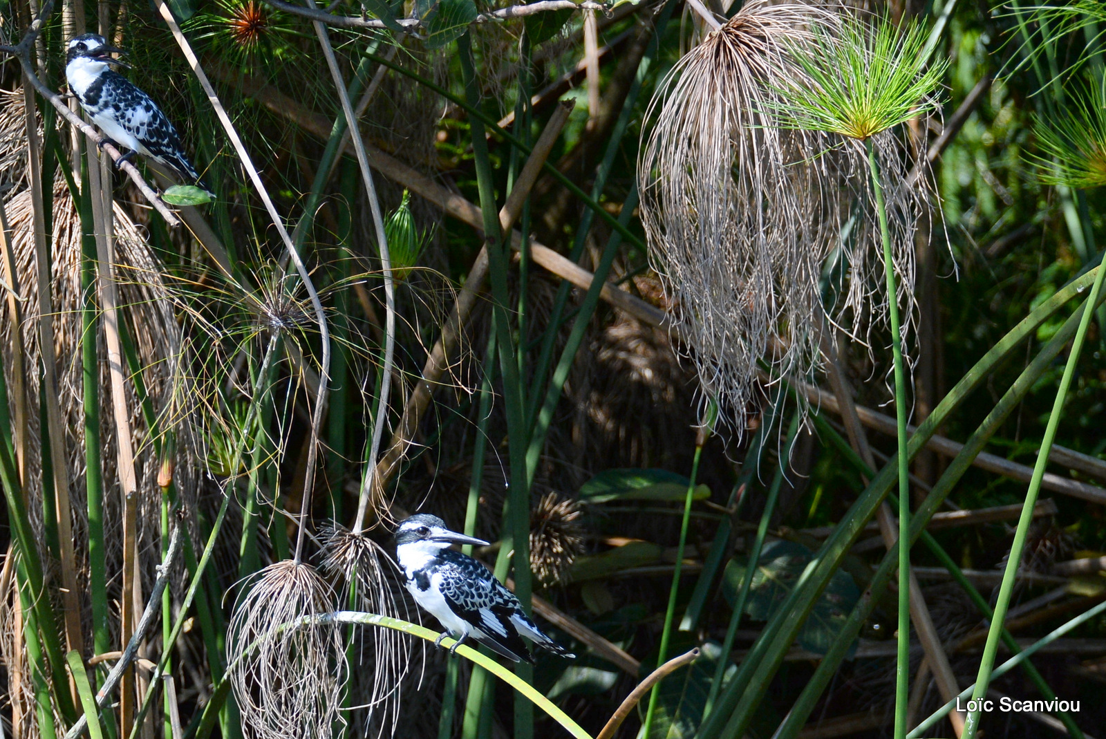 Martin-pêcheur pie/Pied Kingfisher (3)