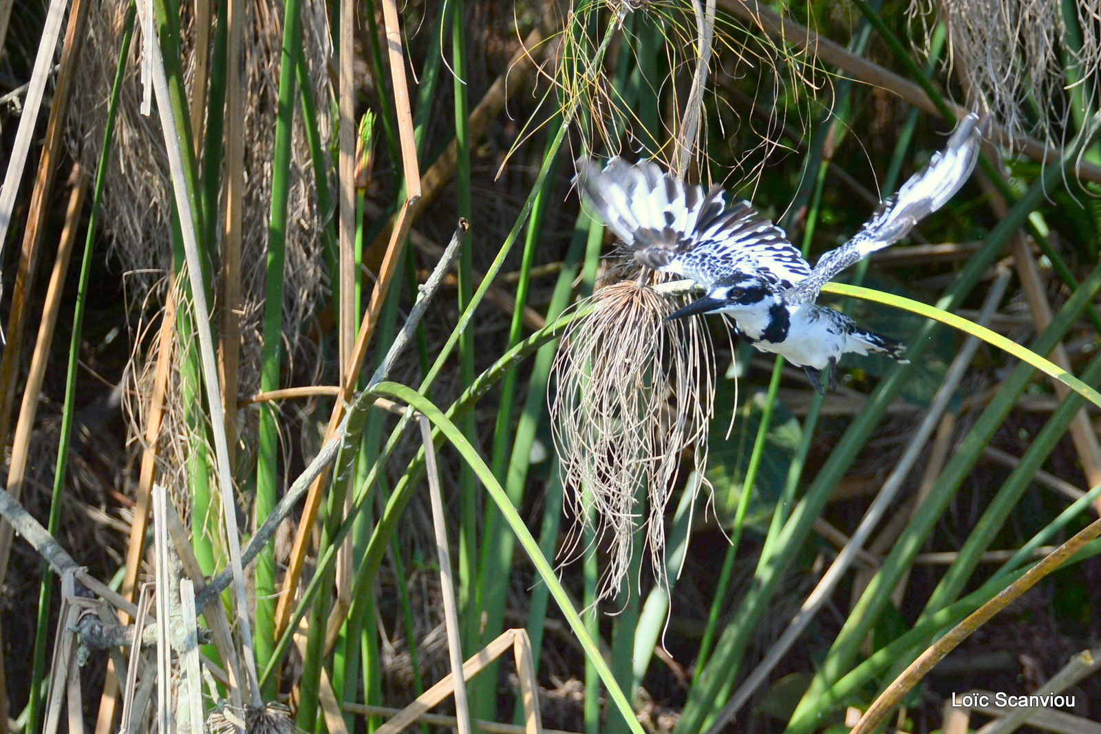 Martin-pêcheur pie/Pied Kingfisher (4)