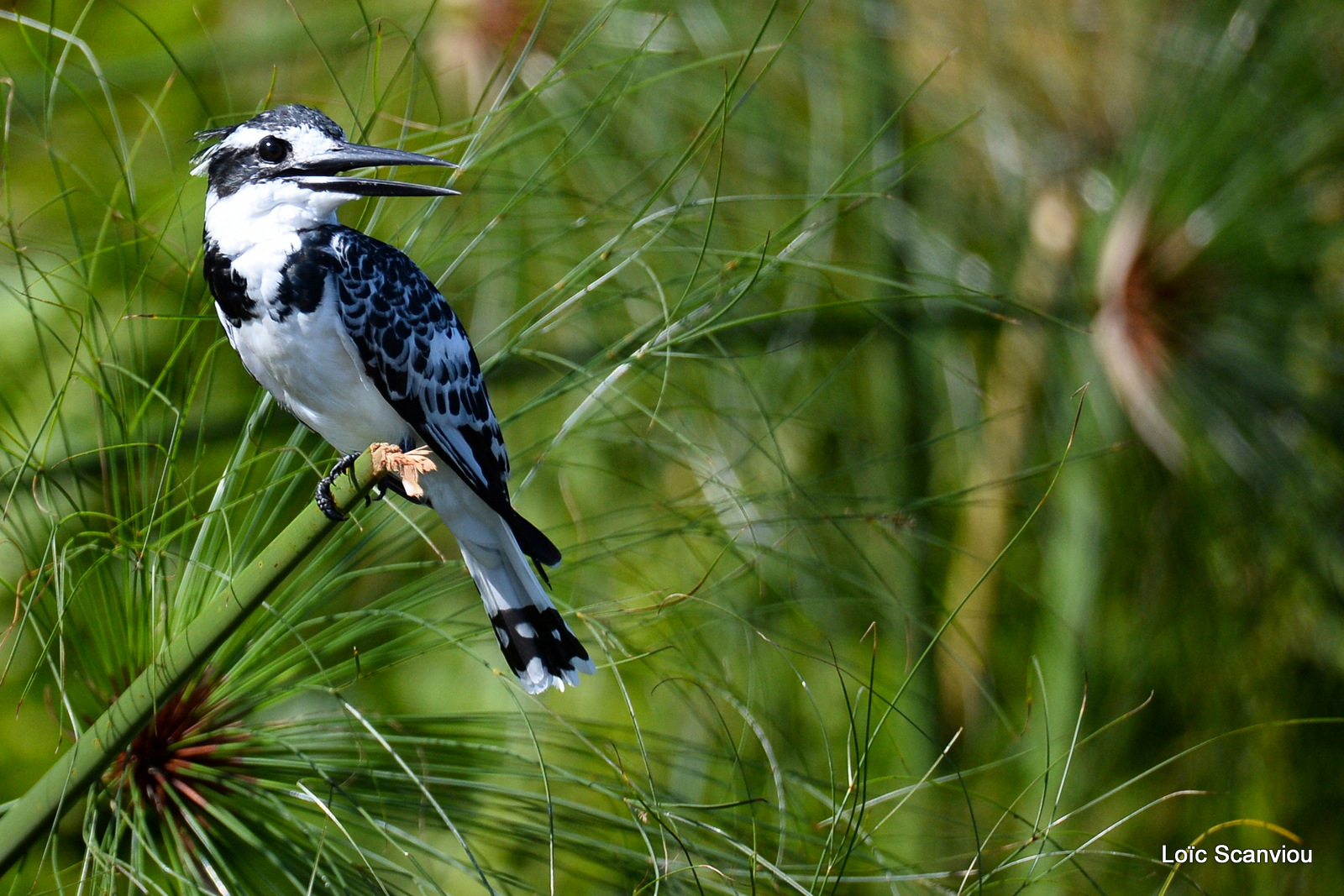 Martin-pêcheur pie/Pied Kingfisher (5)