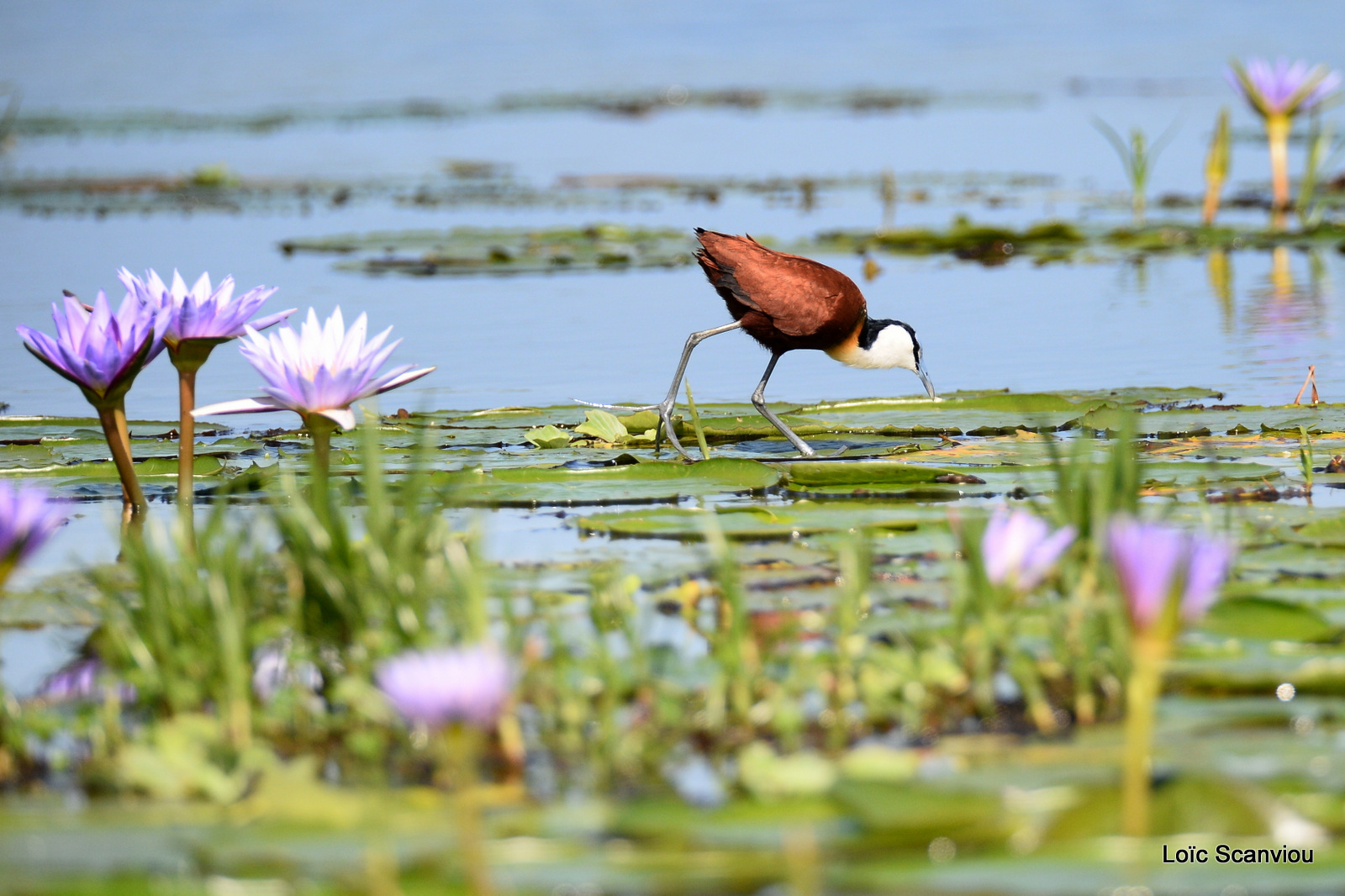 Jacana à poitrine dorée/African Jacana (1)