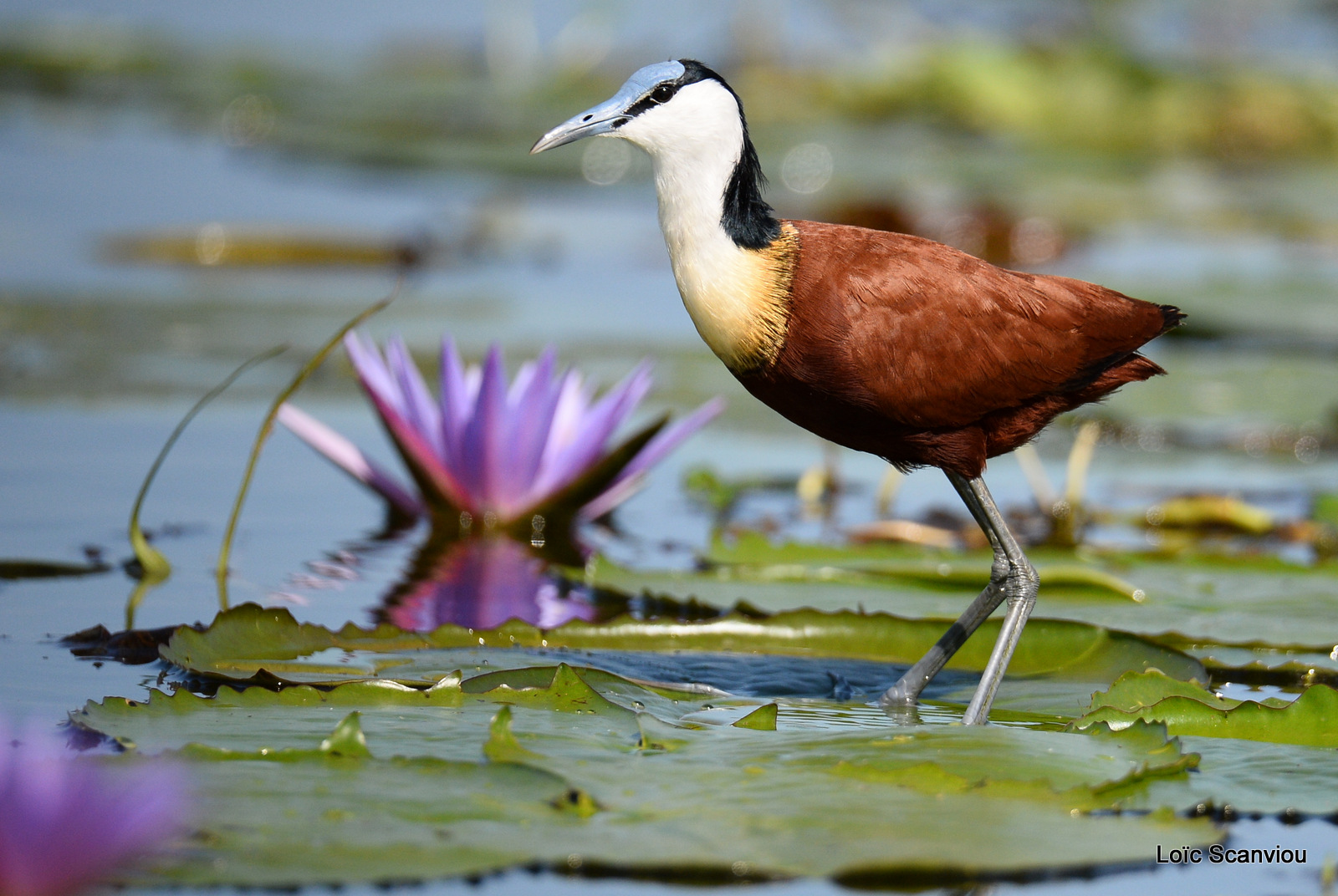 Jacana à poitrine dorée/African Jacana (2)