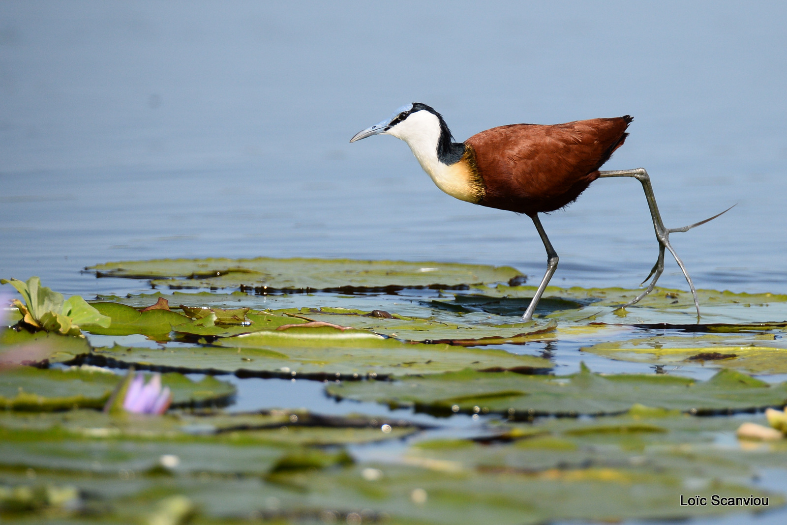 Jacana à poitrine dorée/African Jacana (3)