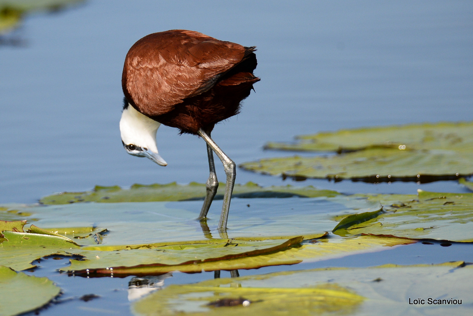 Jacana à poitrine dorée/African Jacana (4)