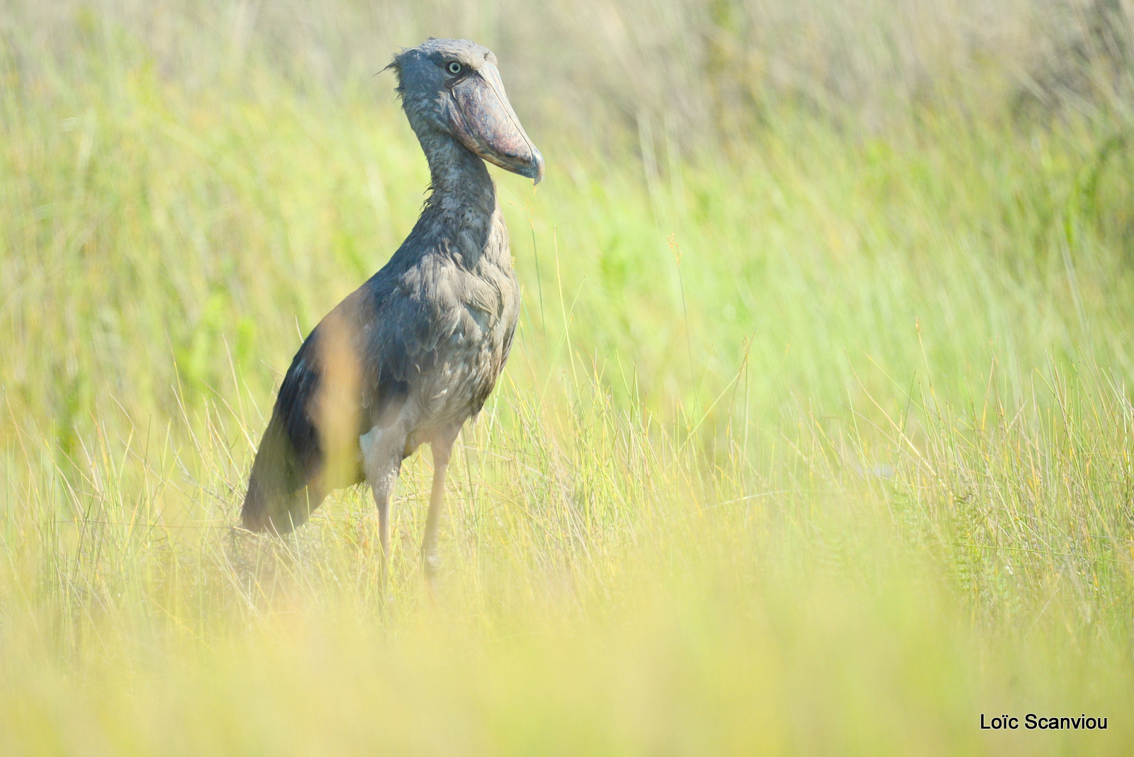 Bec-en-sabot/Shoebill (30)