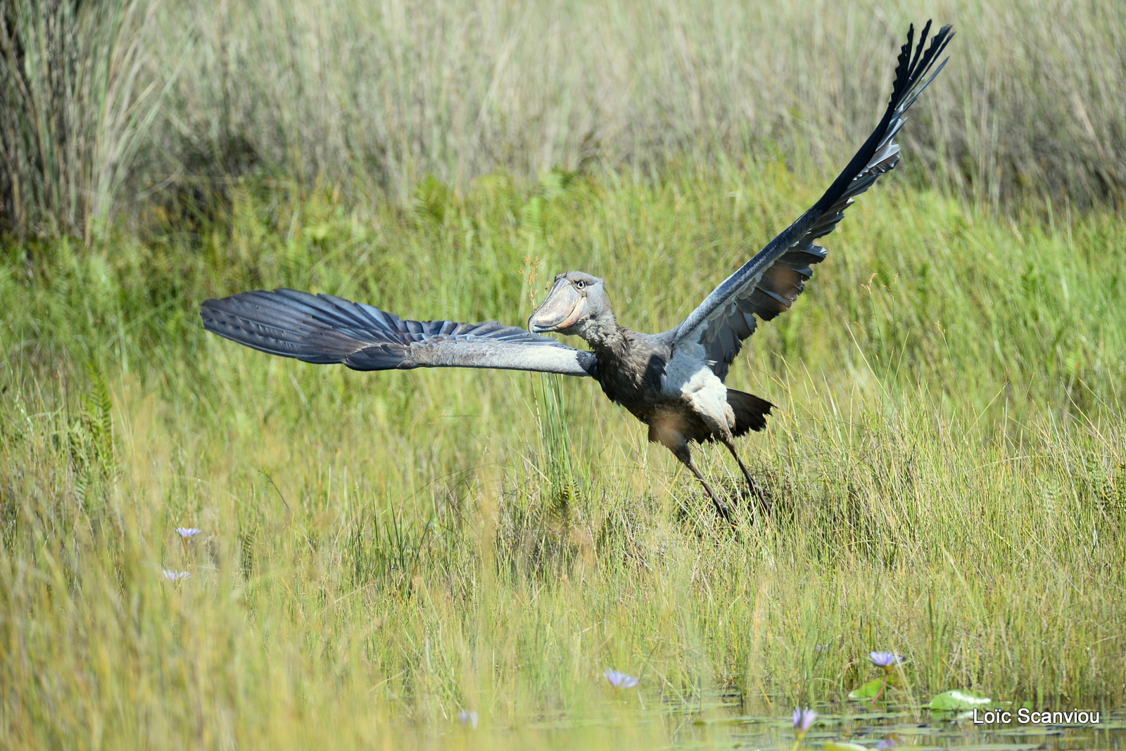 Bec-en-sabot/Shoebill (31)