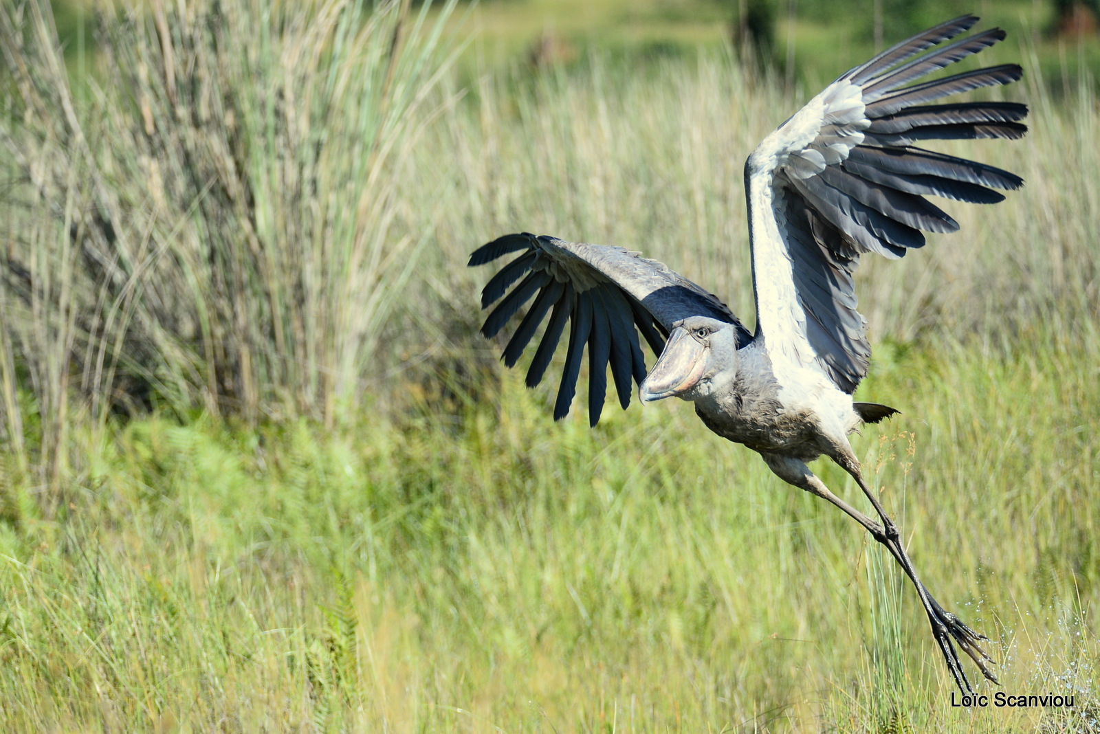 Bec-en-sabot/Shoebill (32)