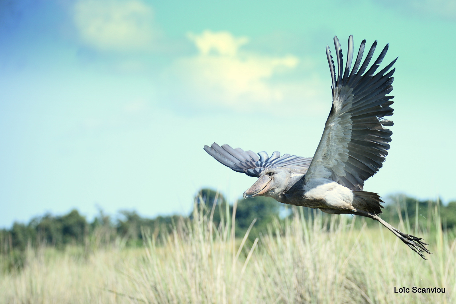 Bec-en-sabot/Shoebill (33)