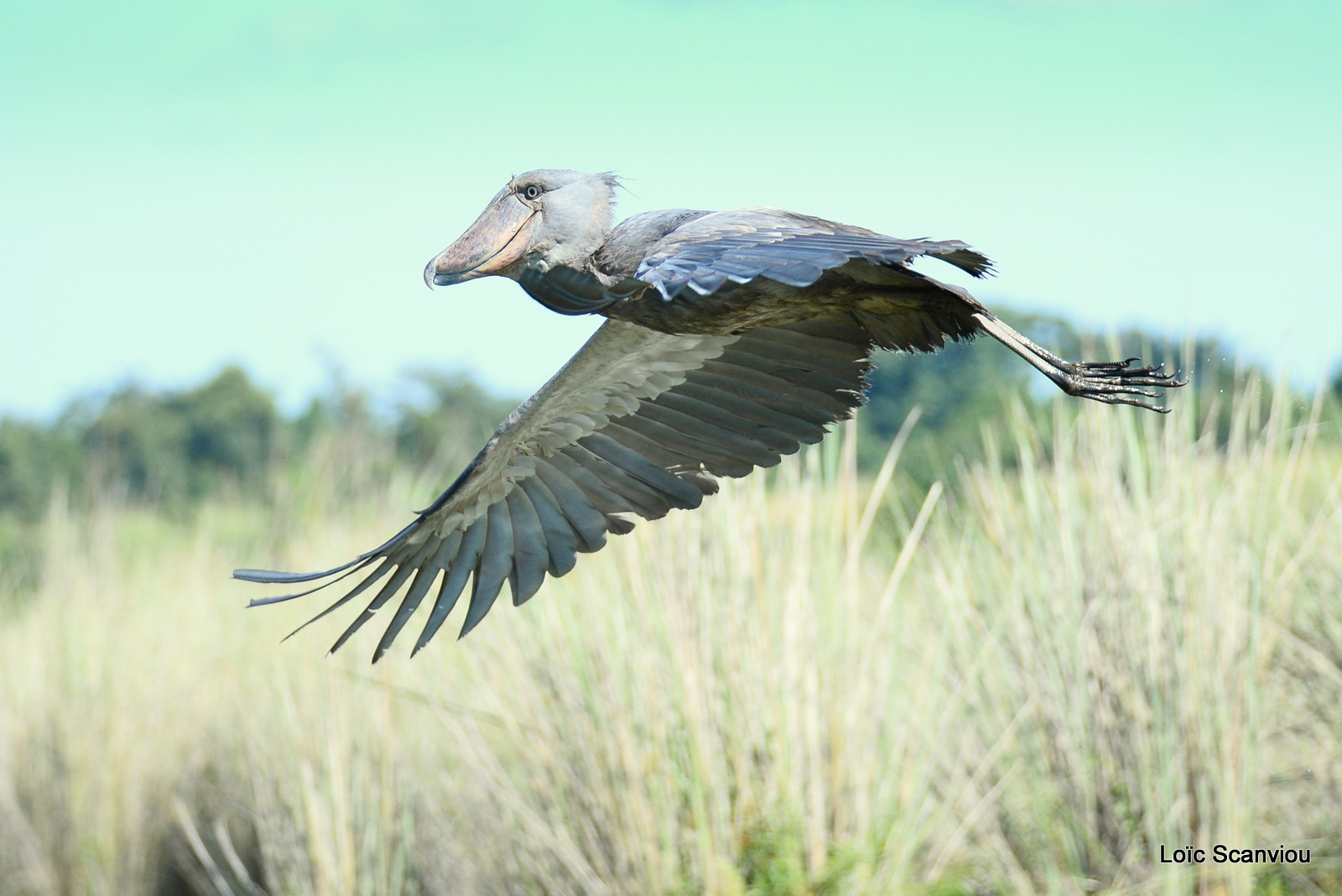 Bec-en-sabot/Shoebill (34)