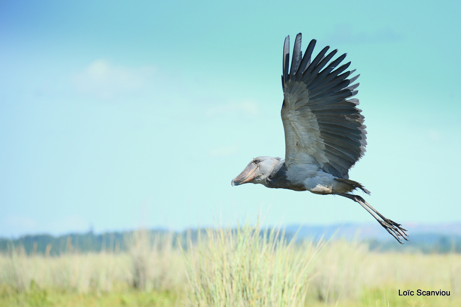 Bec-en-sabot/Shoebill (35)