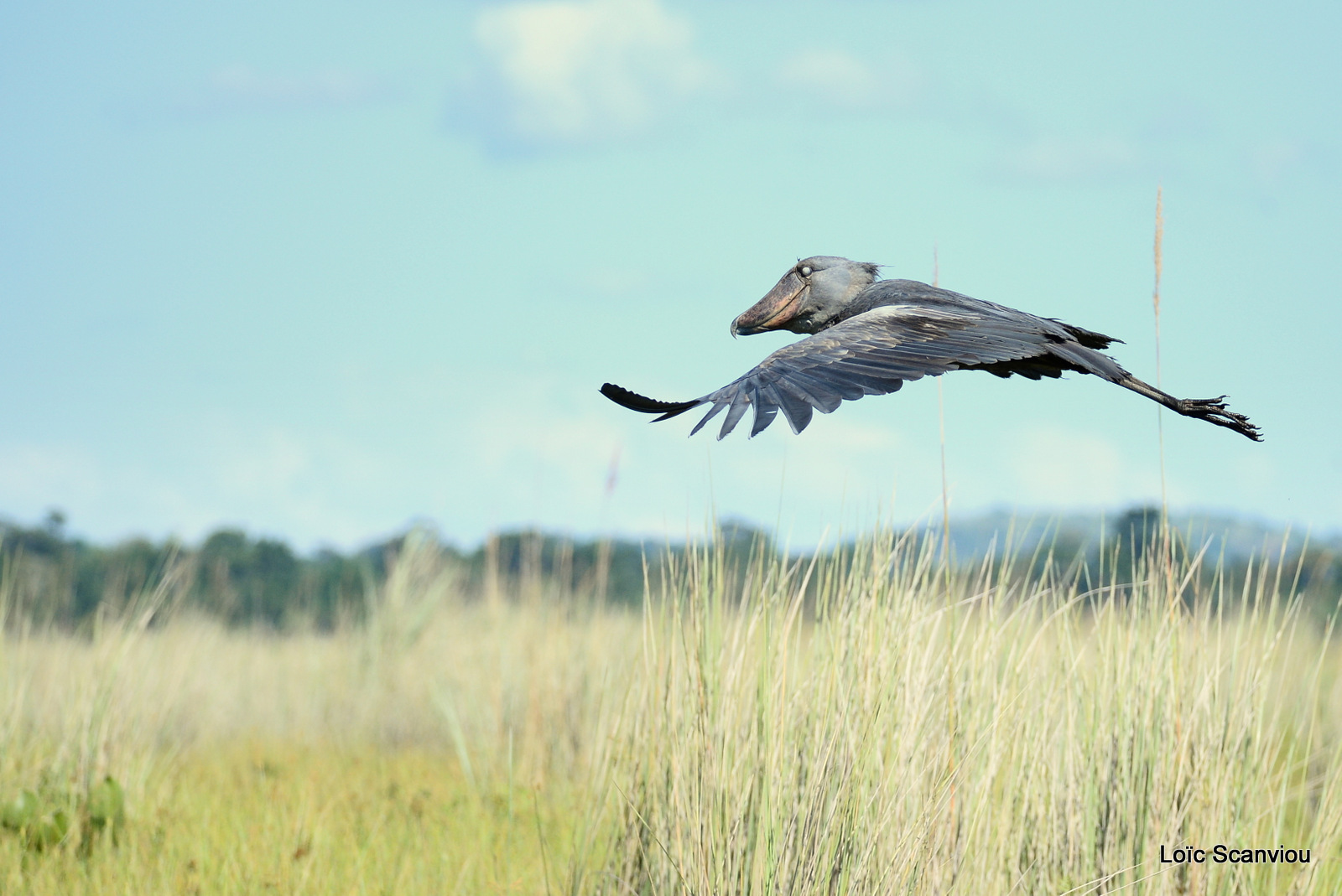 Bec-en-sabot/Shoebill (36)