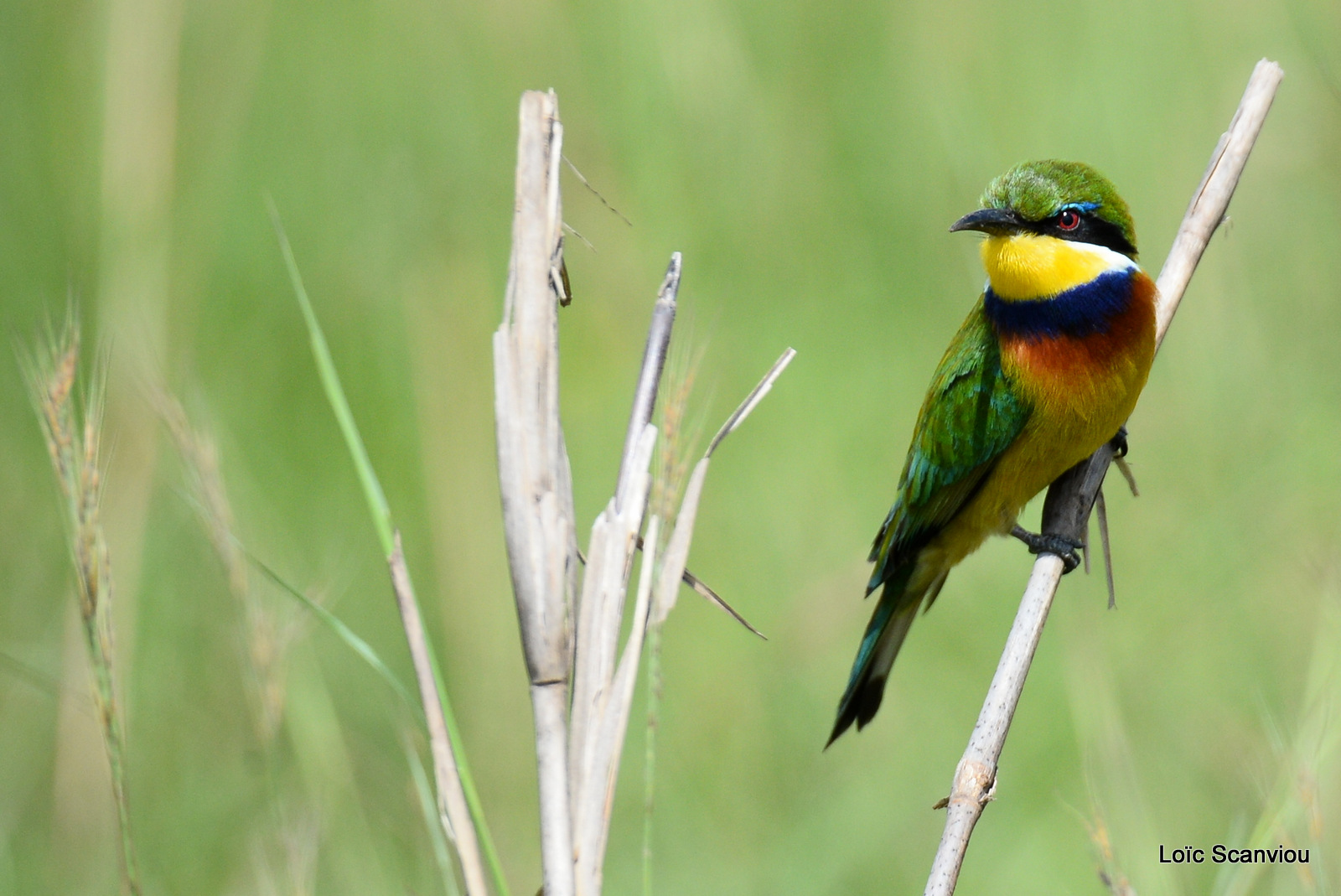 Guêpier à collier bleu/Blue-breasted Bee-eater (4)