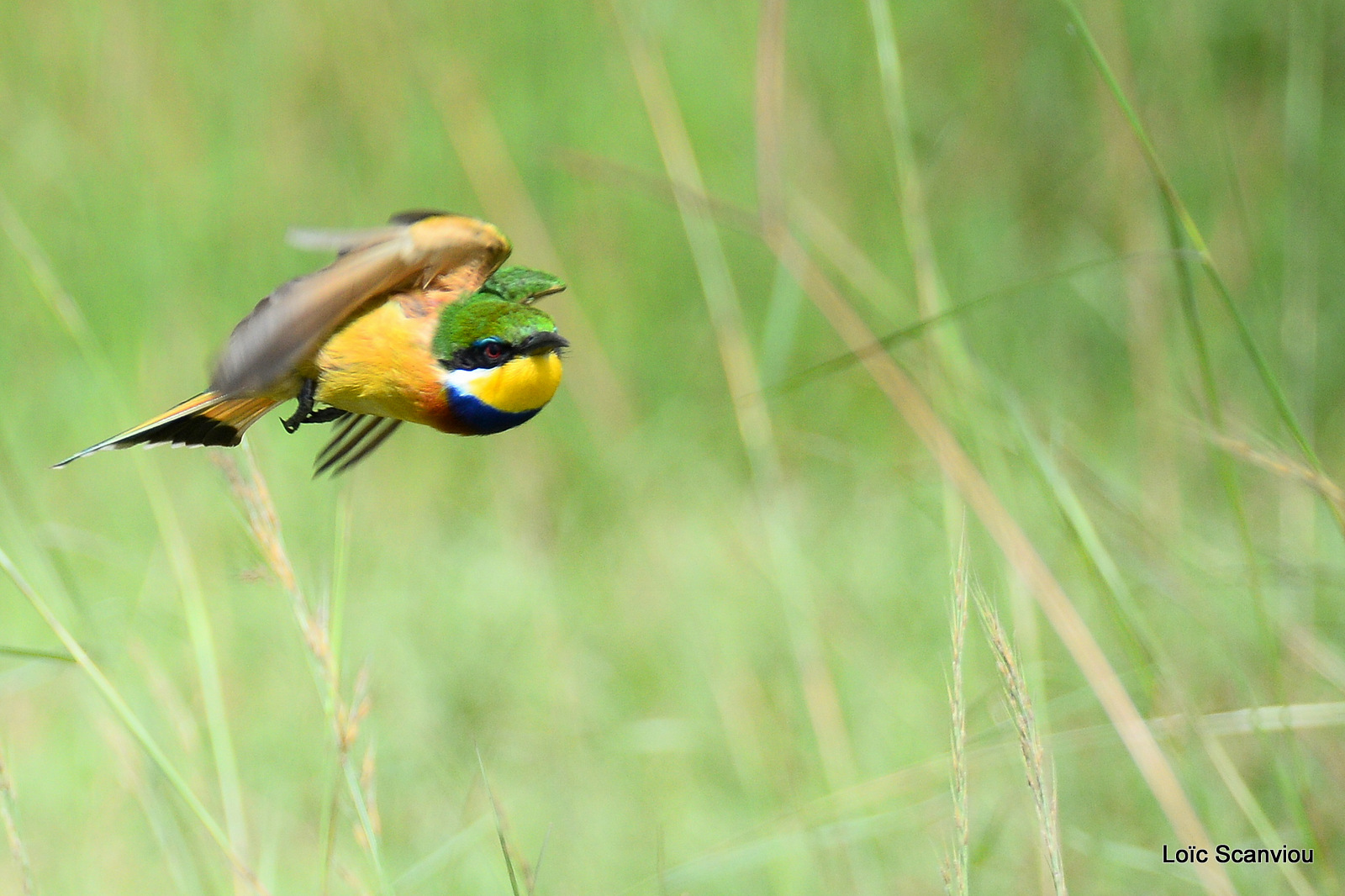 Guêpier à collier bleu/Blue-breasted Bee-eater (5)