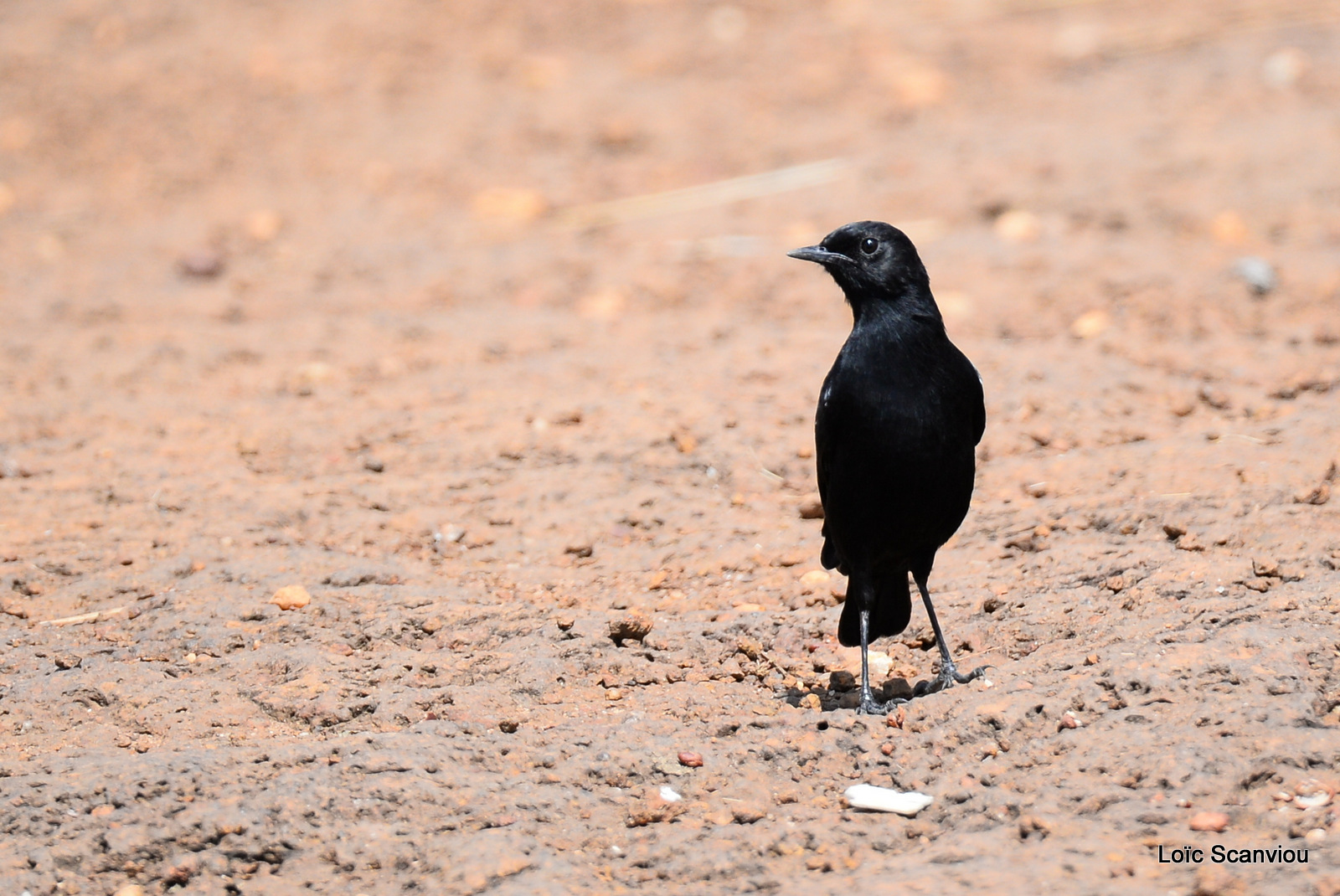 Traquet commandeur/Sooty Chat (1)