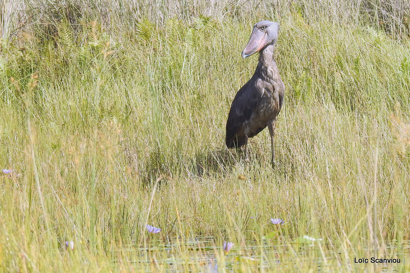 Bec-en-sabot/Shoebill (38)