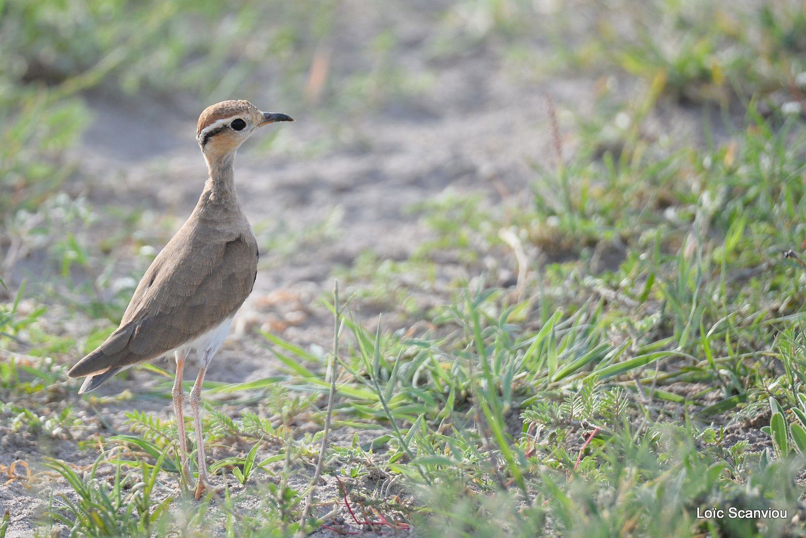 Courvite de Temminck/Temminck's Courser (1)