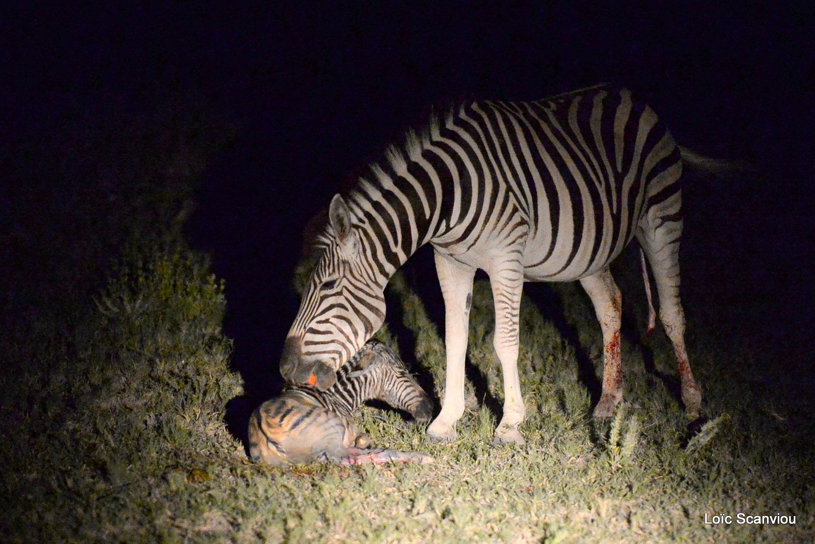 Zèbres/Zebras (13)