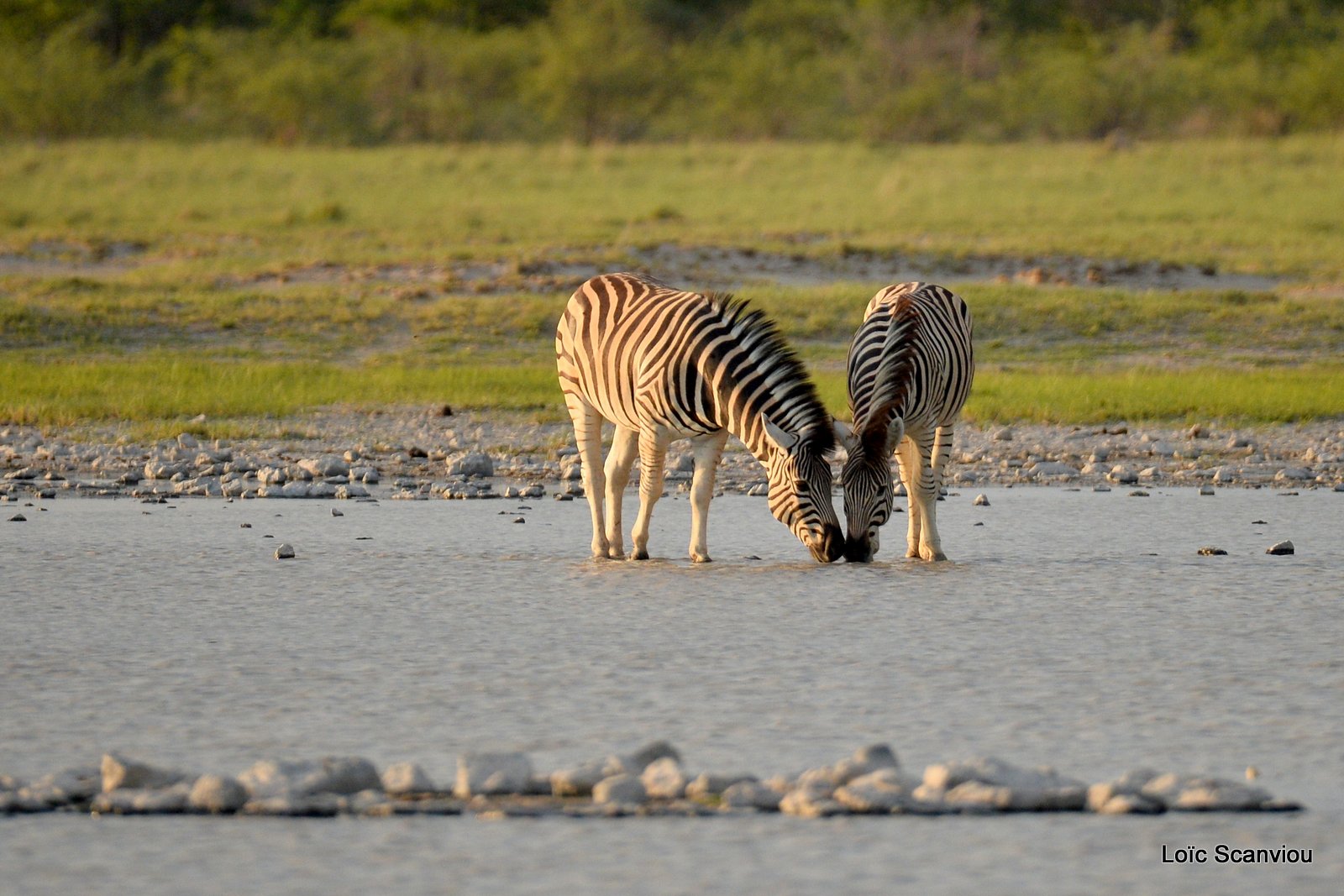 Zèbres/Zebras (14)
