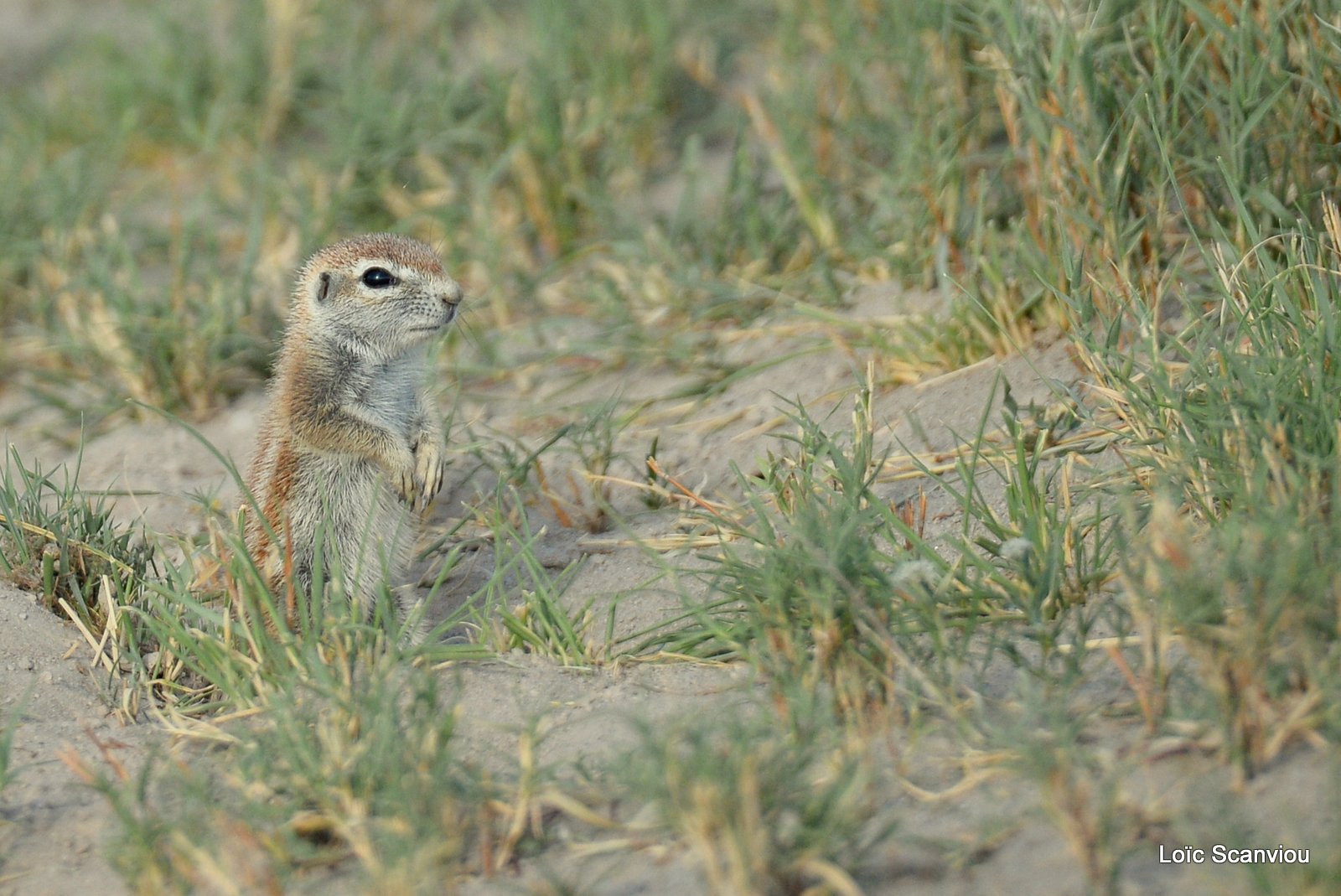 Ecureuil terrestre du Cap/Cape Ground Squirrel (1)