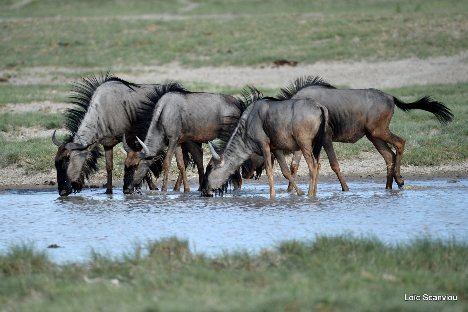 Gnou bleu/Wildebeest (2)