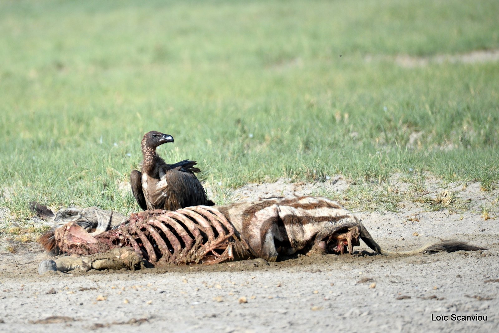 Vautour africain/White-backed Vulture (7)