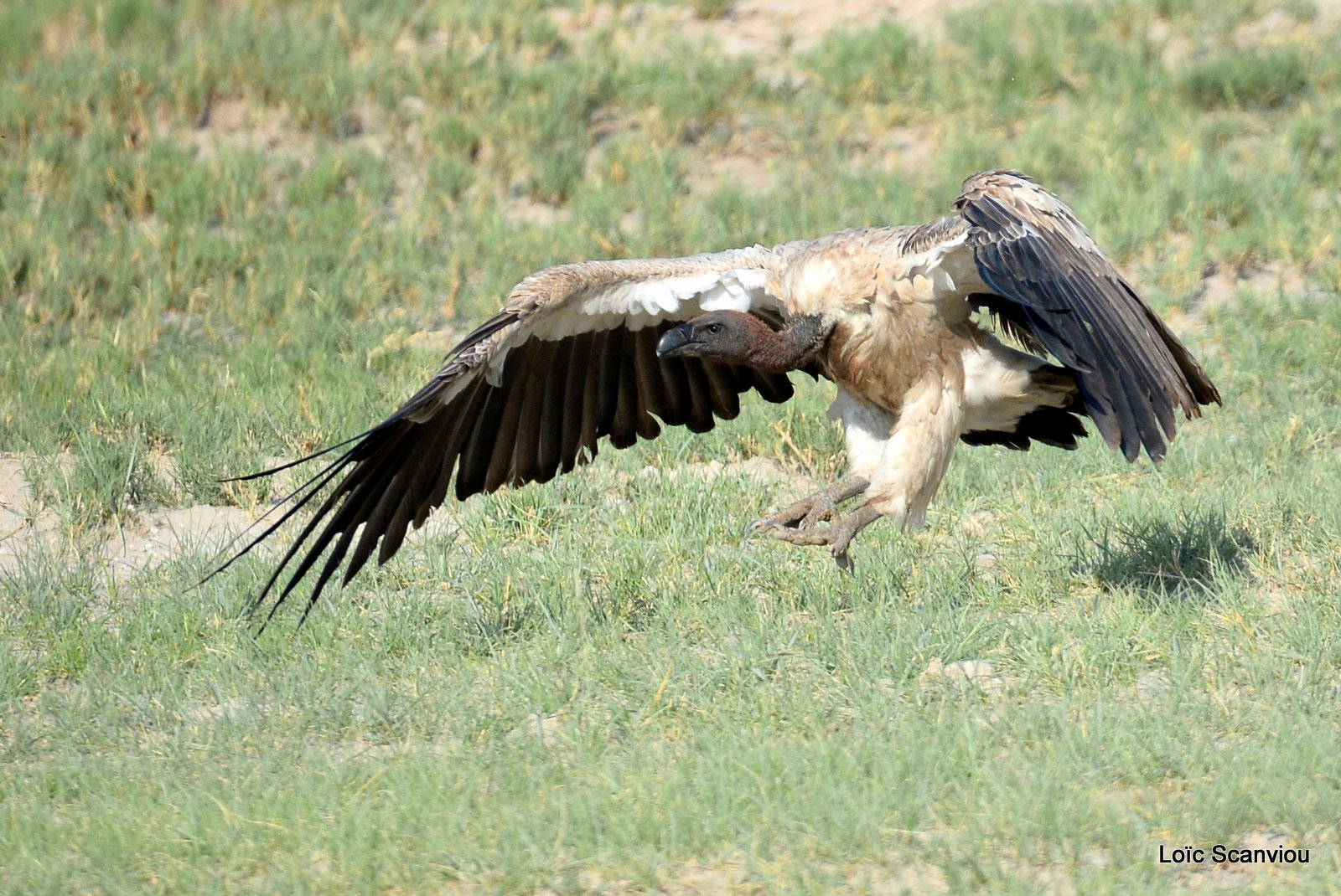 Vautour africain/White-backed Vulture (8)
