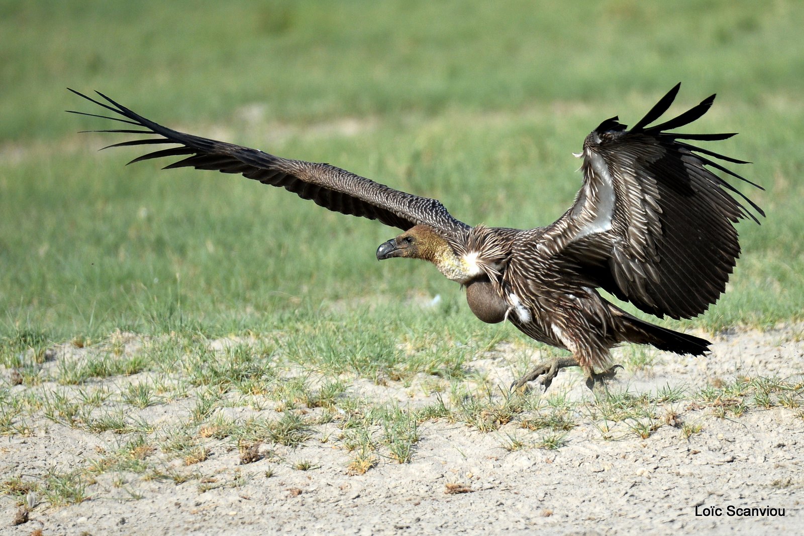 Vautour africain/White-backed Vulture (9)