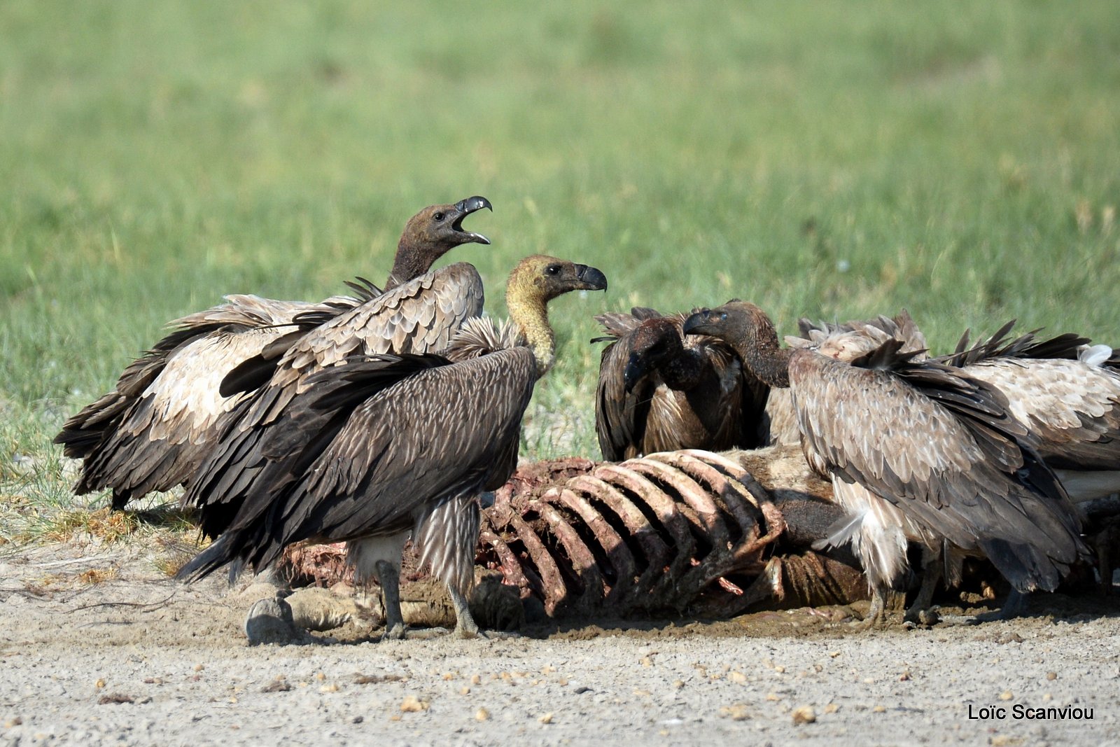 Vautour africain/White-backed Vulture (10)