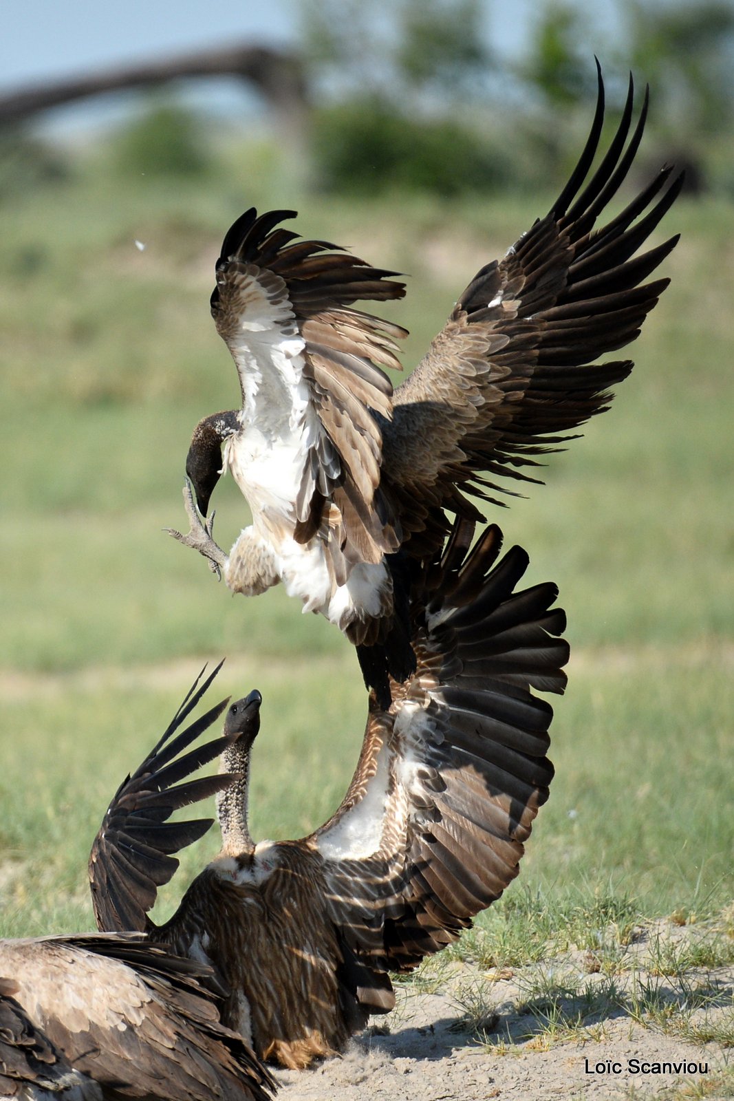 Vautour africain/White-backed Vulture (11)