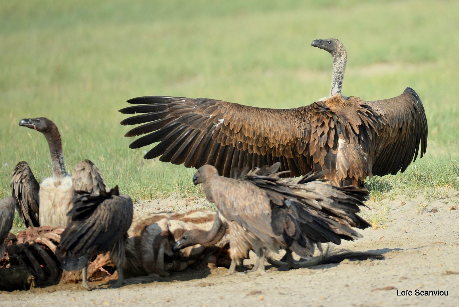 Vautour africain/White-backed Vulture (12)