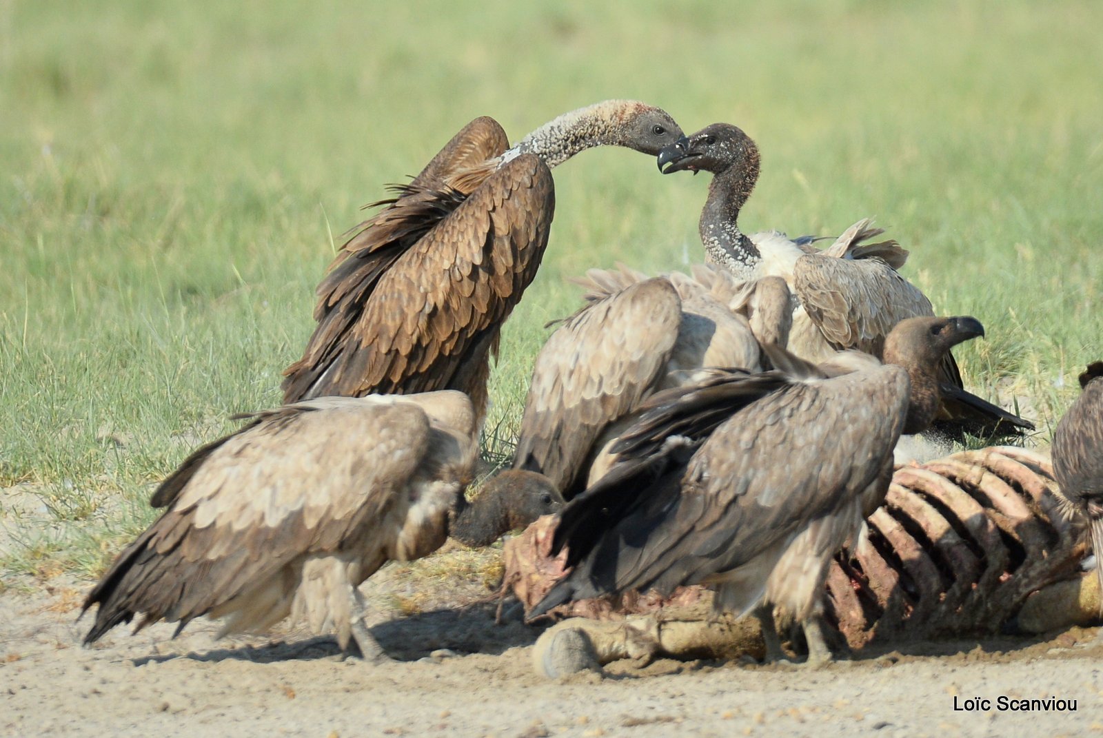 Vautour africain/White-backed Vulture (13)