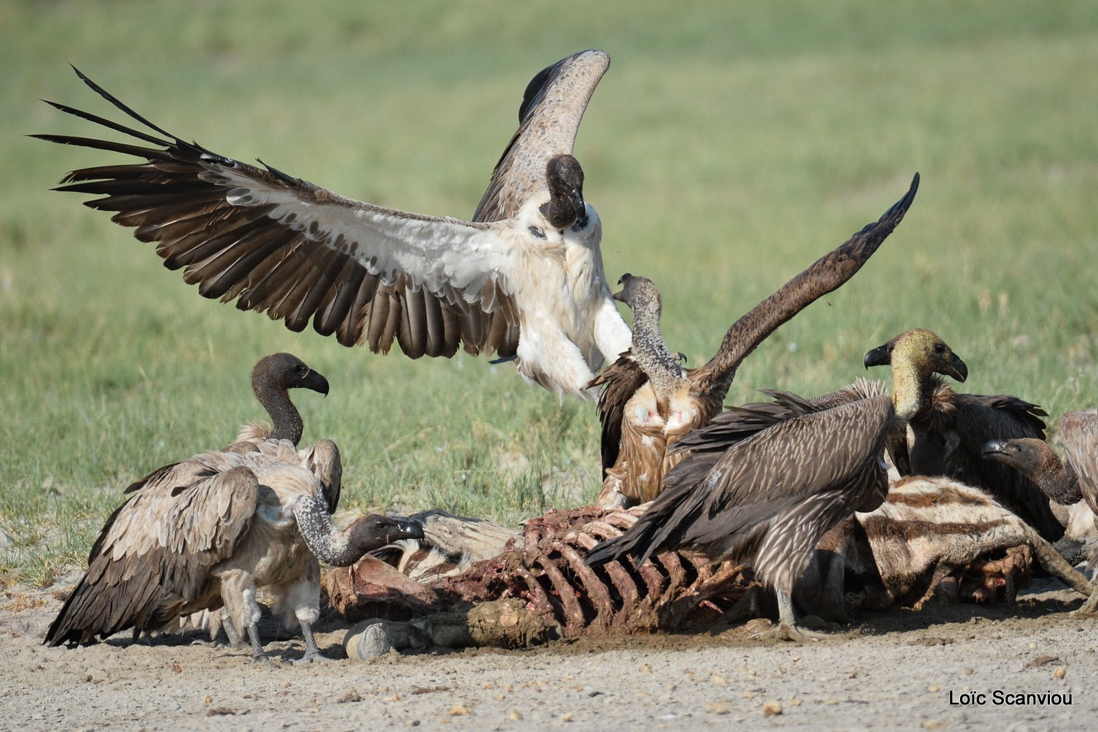 Vautour africain/White-backed Vulture (14)