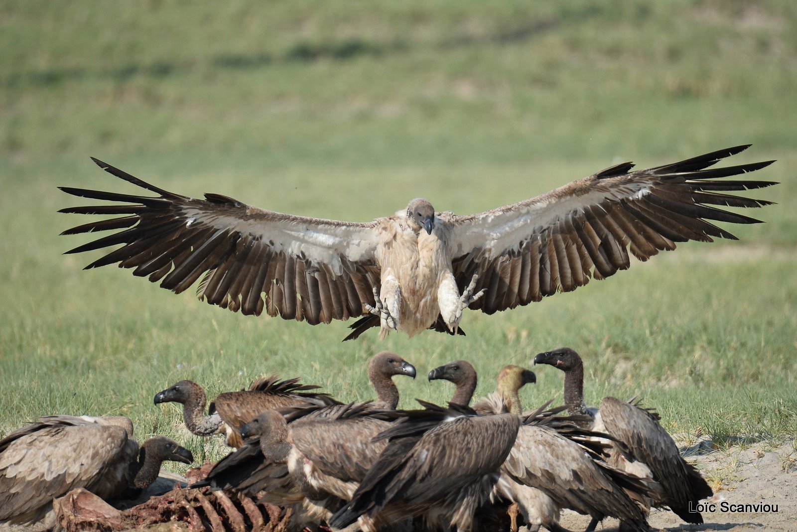Vautour africain/White-backed Vulture (15)