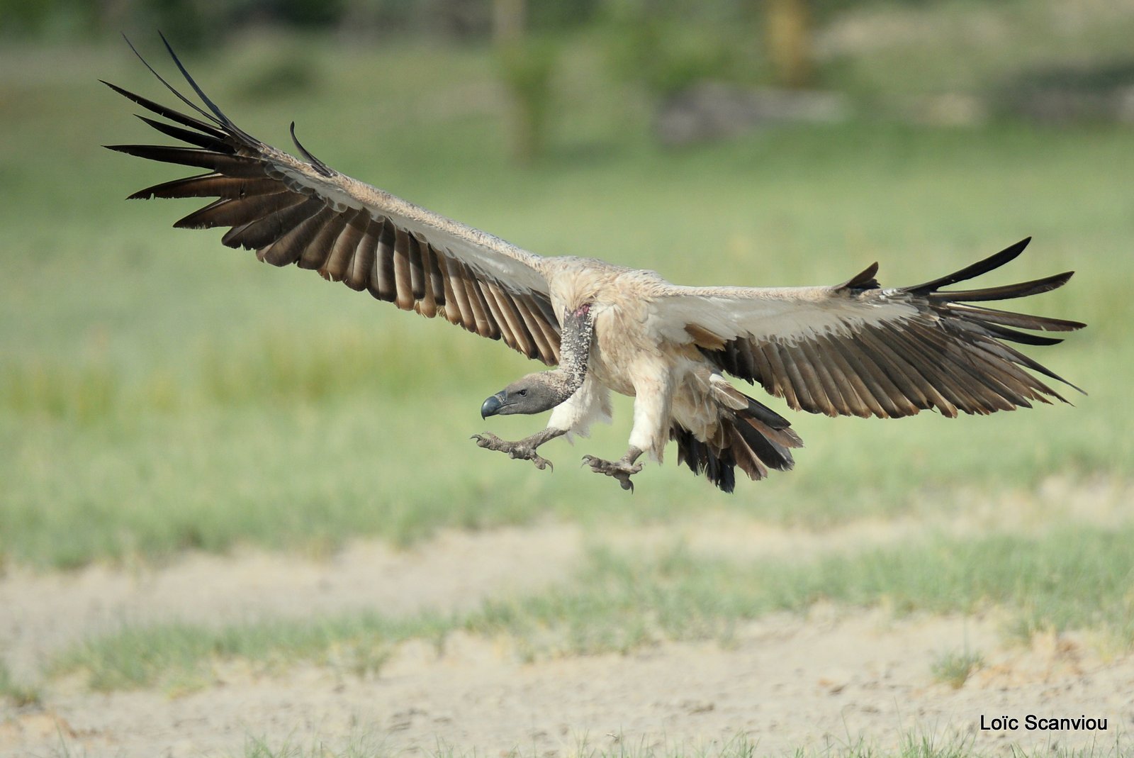 Vautour africain/White-backed Vulture (16)