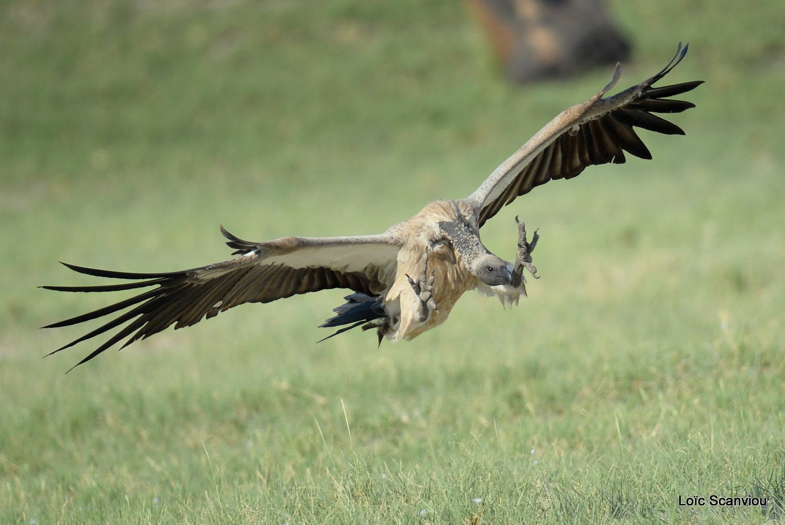 Vautour africain/White-backed Vulture (17)