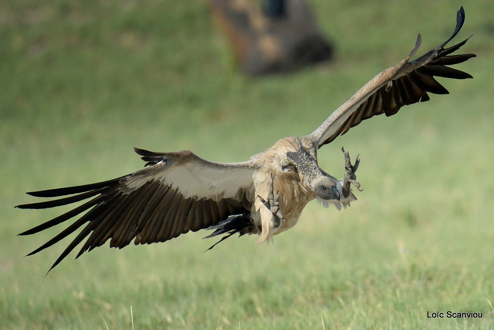 Vautour africain/White-backed Vulture (18)